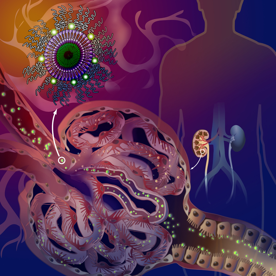 kidney_nanoparticles_v2sm